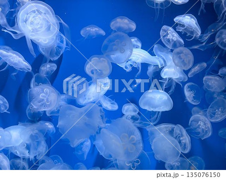 クラゲ jellyfish クラゲ jellyfish 135076150