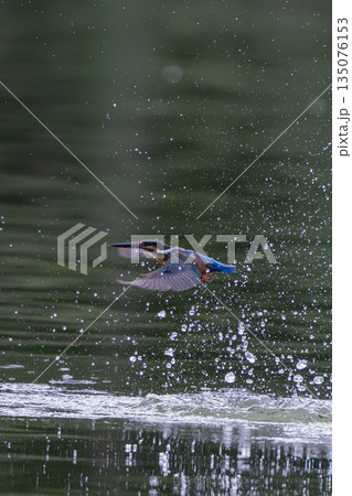 水面から飛び出したカワセミ 水面から飛び出したカワセミ 135076153