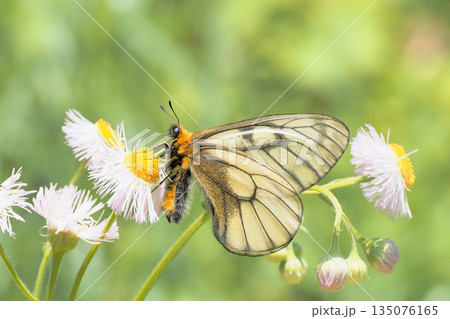 ハルジオンの花を吸蜜中のウスバシロチョウ ハルジオンの花を吸蜜中のウスバシロチョウ 135076165