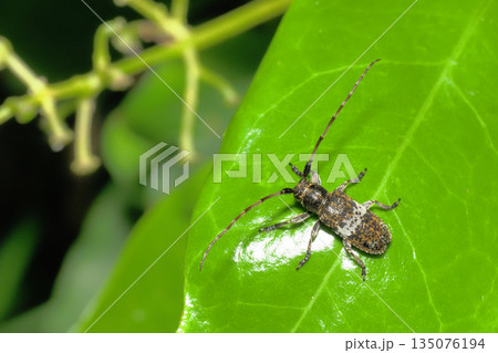 シロオビゴマフカミキリ 135076194