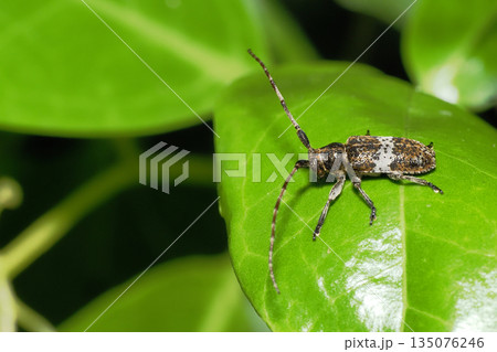 シロオビゴマフカミキリ 135076246