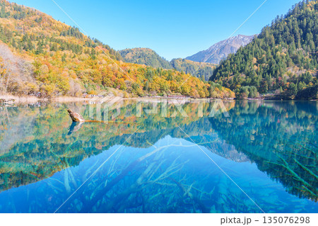 Scenery Jiuzhaigou national park in Sichuan, China. Beautiful Five Flower Lake in Autumn season. Famous Landmark and Vacation near Chengdu, China. Asia travel concept 135076298