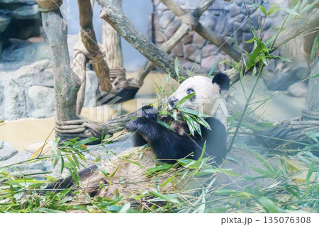 Cute Giant Panda, Ailuropoda melanoleuca or panda bear in forest at Chengdu Panda Breeding Research Center Dujiangyan. landmark and popular for tourists attractions in Chengdu, China. 135076308