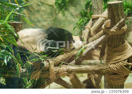 Cute Giant Panda, Ailuropoda melanoleuca or panda bear in forest at Chengdu Panda Breeding Research Center Dujiangyan. landmark and popular for tourists attractions in Chengdu, China. 135076309