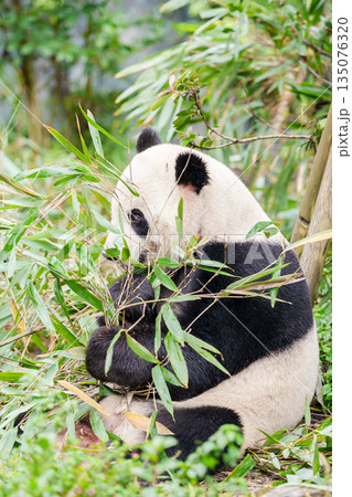 Cute Giant Panda, Ailuropoda melanoleuca or panda bear in forest at Chengdu Panda Breeding Research Center Dujiangyan. landmark and popular for tourists attractions in Chengdu, China. 135076320