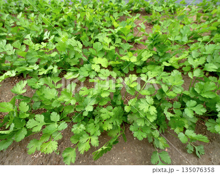 パクチーの栽培 135076358