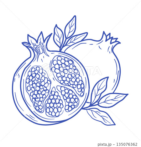 ザクロの断面 手描きラインアートイラスト（ミニマル・線画） 135076362