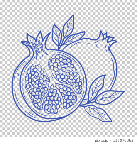 ザクロの断面 手描きラインアートイラスト（ミニマル・線画） 135076362