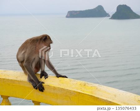 Golden hairy monkey sitting on yellow concrete wall with sea and island in background, Long-tailed or Crab-eating macaque at Khao chong krajok, Prachuap Khiri Khan, Thailand Golden hairy monkey sitting on yellow concrete wall with sea and island in background, Long-tailed or Crab-eating macaque at Khao chong krajok, Prachuap Khiri Khan, Thailand 135076433