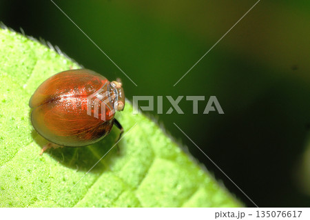 マルウンカ 135076617