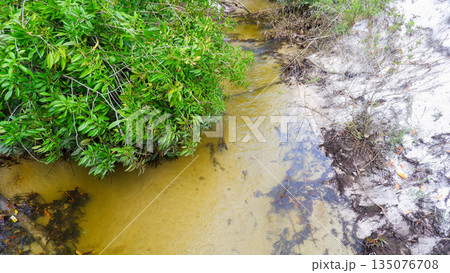 Crystal Clear Freshwater River Stream with White Sand Bank and Lush Green Vegetation in Tropical Forest Crystal Clear Freshwater River Stream with White Sand Bank and Lush Green Vegetation in Tropical Forest 135076708