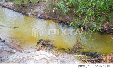 Serene Freshwater Stream with Golden Sandy Bottom and Lush Greenery on the Bank Serene Freshwater Stream with Golden Sandy Bottom and Lush Greenery on the Bank 135076716
