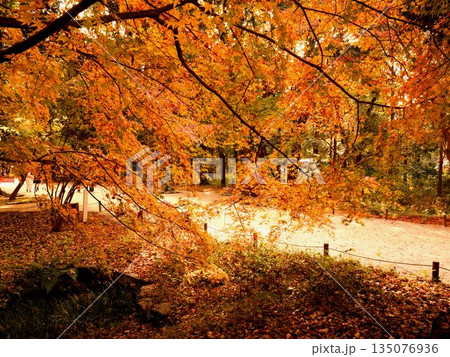 京都・下鴨神社の糺の森から見た表参道の紅葉 京都・下鴨神社の糺の森から見た表参道の紅葉 135076936