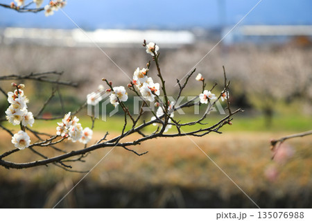 春に咲き誇る白梅の花 春に咲き誇る白梅の花 135076988