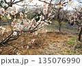 コピースペースのある白梅の花 135076990