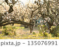 春に咲き誇る白梅の花 135076991