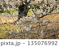 早春の梅の花が咲く早春風景 135076992