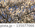白梅の花のデザイン素材 135077066