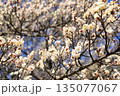 清潔感のある白梅の花のデザイン素材 135077067