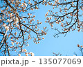 青空に映える満開の白梅の花 135077069