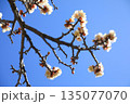 青空に映える白梅 135077070