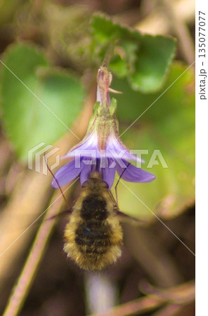 春の妖精・スミレの蜜を夢中で吸うモフモフのツリアブ 135077077