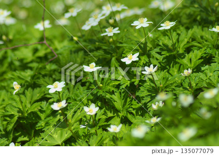 春の森に咲くニリンソウの群生と柔らかな木漏れ日 135077079