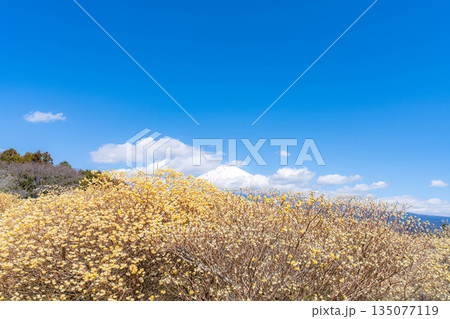 【富士山素材】白糸自然公園から見る富士山とミツマタの花【静岡県】 135077119