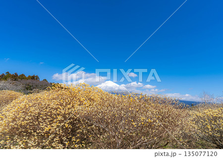 【富士山素材】白糸自然公園から見る富士山とミツマタの花【静岡県】 135077120