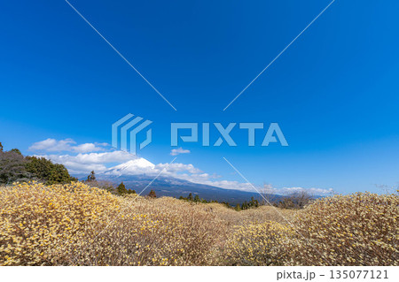 【富士山素材】白糸自然公園から見る富士山とミツマタの花【静岡県】 135077121