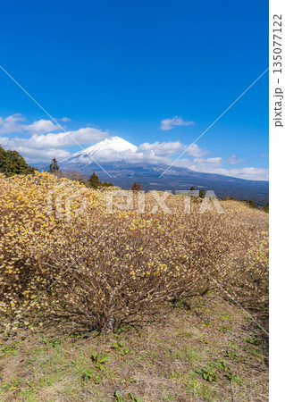 【富士山素材】白糸自然公園から見る富士山とミツマタの花【静岡県】 【富士山素材】白糸自然公園から見る富士山とミツマタの花【静岡県】 135077122