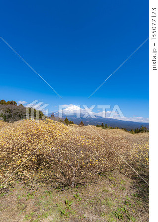 【富士山素材】白糸自然公園から見る富士山とミツマタの花【静岡県】 135077123