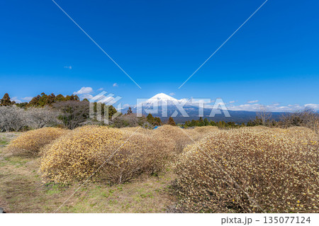 【富士山素材】白糸自然公園から見る富士山とミツマタの花【静岡県】 135077124
