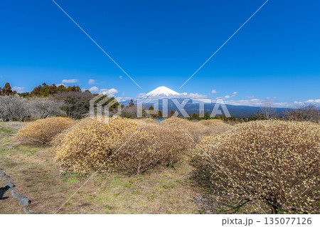 【富士山素材】白糸自然公園から見る富士山とミツマタの花【静岡県】 135077126