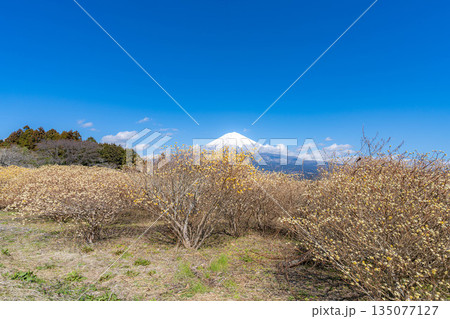 【富士山素材】白糸自然公園から見る富士山とミツマタの花【静岡県】 【富士山素材】白糸自然公園から見る富士山とミツマタの花【静岡県】 135077127
