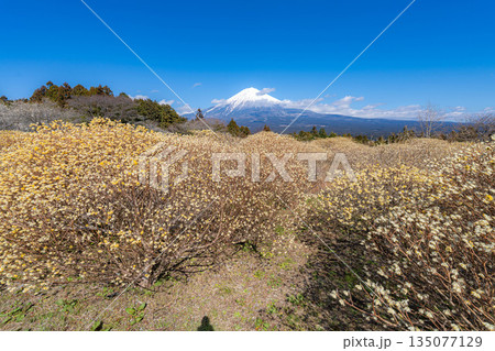 【富士山素材】白糸自然公園から見る富士山とミツマタの花【静岡県】 135077129