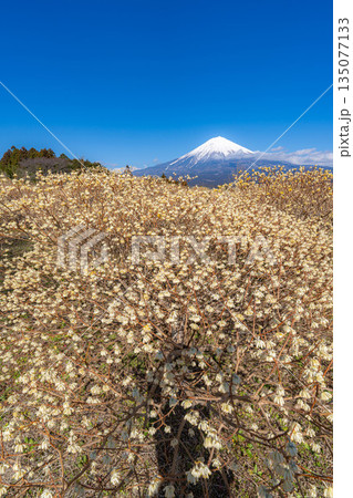 【富士山素材】白糸自然公園から見る富士山とミツマタの花【静岡県】 135077133