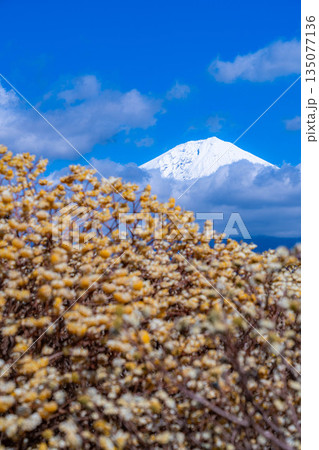 【富士山素材】白糸自然公園から見る富士山とミツマタの花【静岡県】 135077136