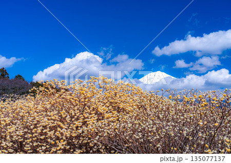 【富士山素材】白糸自然公園から見る富士山とミツマタの花【静岡県】 135077137