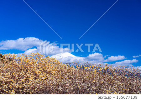 【富士山素材】白糸自然公園から見る富士山とミツマタの花【静岡県】 135077139