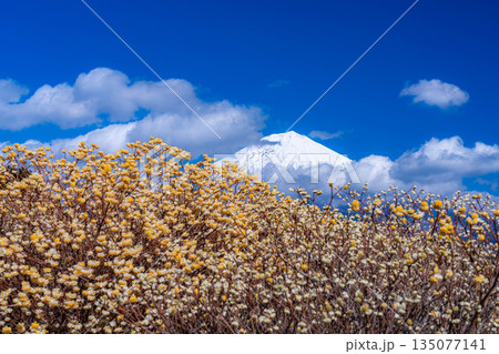 【富士山素材】白糸自然公園から見る富士山とミツマタの花【静岡県】 135077141