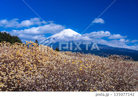 【富士山素材】白糸自然公園から見る富士山とミツマタの花【静岡県】 135077142