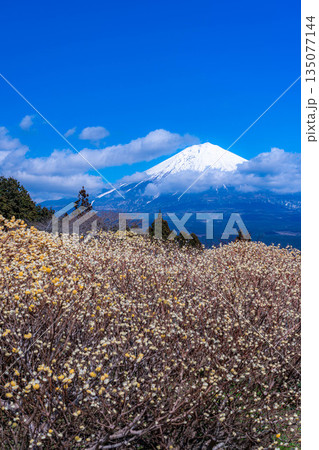 【富士山素材】白糸自然公園から見る富士山とミツマタの花【静岡県】 135077144
