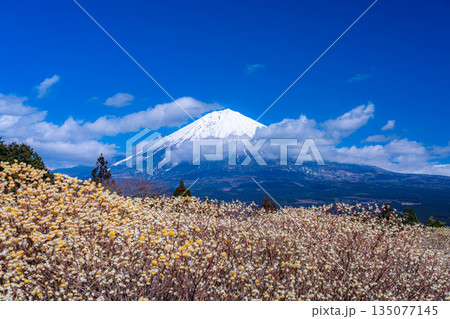【富士山素材】白糸自然公園から見る富士山とミツマタの花【静岡県】 135077145