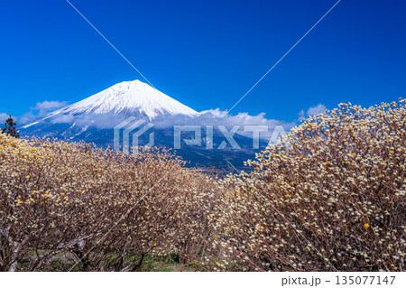 【富士山素材】白糸自然公園から見る富士山とミツマタの花【静岡県】 135077147