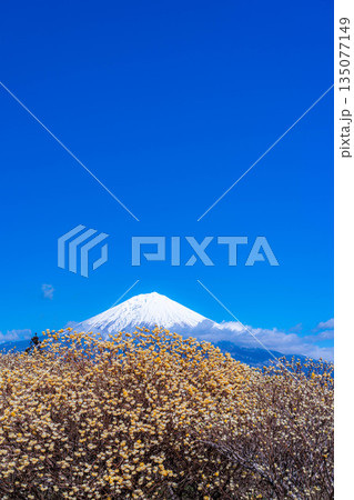 【富士山素材】白糸自然公園から見る富士山とミツマタの花【静岡県】 135077149