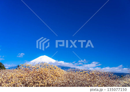 【富士山素材】白糸自然公園から見る富士山とミツマタの花【静岡県】 135077150