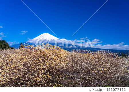 【富士山素材】白糸自然公園から見る富士山とミツマタの花【静岡県】 135077151