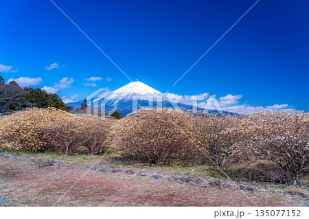 【富士山素材】白糸自然公園から見る富士山とミツマタの花【静岡県】 135077152