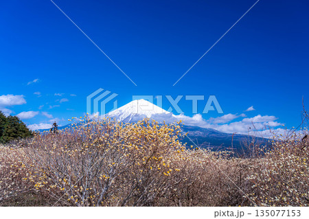 【富士山素材】白糸自然公園から見る富士山とミツマタの花【静岡県】 135077153
